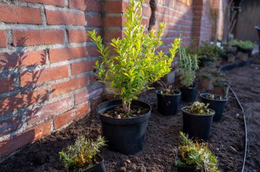 Bahçe yenileme çalışmaları devam ediyor. Baharda ekime hazır yeni yeşil santraller.