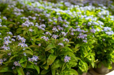 Bahçe dükkanında açık mavi çiçek açan 