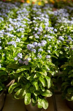 Bahçe dükkanında açık mavi çiçek açan 