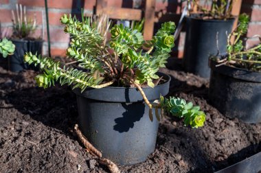 Bahçe yenileme çalışmaları devam ediyor. Baharda ekime hazır yeni yeşil santraller.