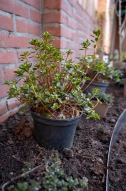 Bahçe yenileme çalışmaları devam ediyor. Baharda ekime hazır yeni yeşil santraller.