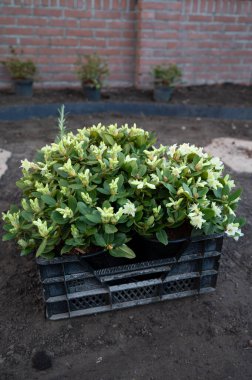 Bahçe yenileme çalışmaları devam ediyor. Baharda ekime hazır yeni yeşil santraller.