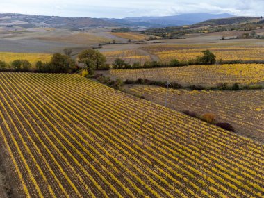 Sonbaharda İtalya 'nın Toskana kentindeki üzüm bağlarında sıralanmış sarı üzüm bitkilerine kuş bakışı bakış