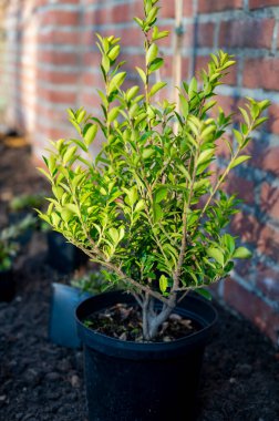 Bahçe yenileme çalışmaları devam ediyor. Baharda ekime hazır yeni yeşil santraller.