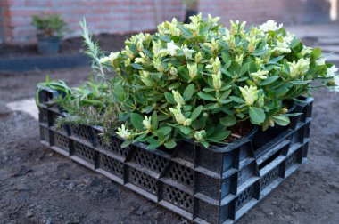 Bahçe yenileme çalışmaları devam ediyor. Baharda ekime hazır yeni yeşil santraller.