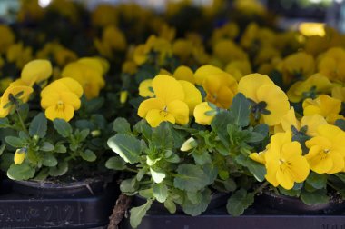 Bahar bahçesine dikmek için tepside renkli viyola çiçekleri.