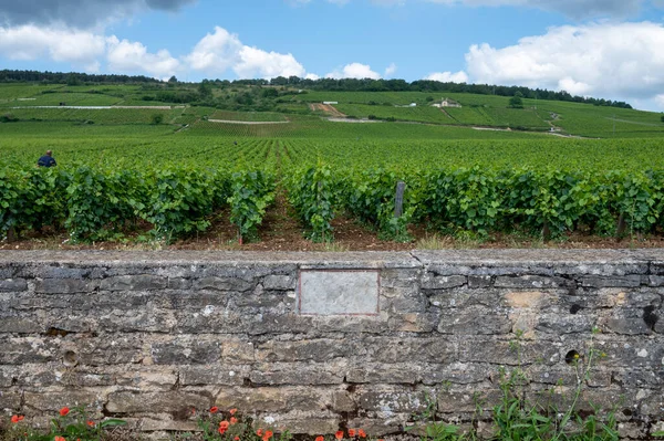 Famous Clos Pinnot Noir Vineyards Stone Walls Nuits Saint Georges — Stock Photo, Image