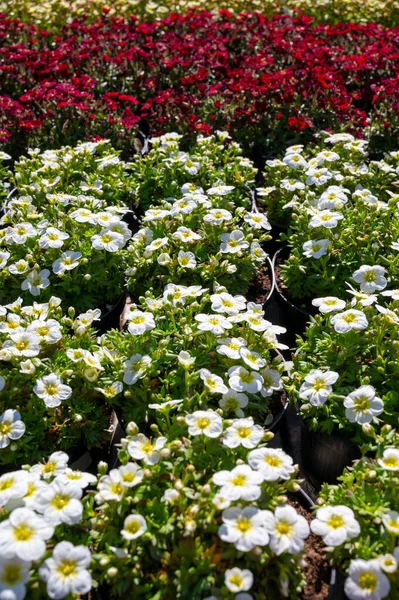 Fleurs Blanches Printanières Vivaces Pour Jardin Vendre Dans Magasin Jardin — Photo