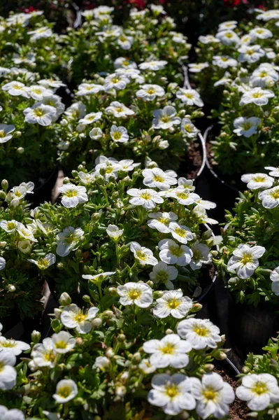 Πολύχρονα Ανοιξιάτικα Λευκά Λουλούδια Για Τον Κήπο Προς Πώληση Στο — Φωτογραφία Αρχείου