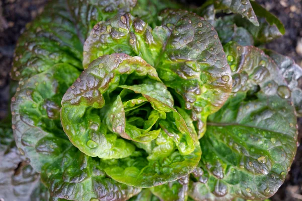 Alimentation Saine Salade Laitue Verte Poussant Dans Jardin Écologique Close — Photo