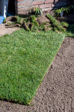 Bahçede doğal yeşil çimenler, yeşil çimenler ve baharda bahçe yenileme işleri.