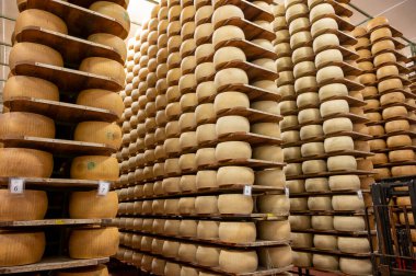 Parma, İtalya 'daki küçük peynir çiftliğinde parmegiano-reggiano parmesan peyniri pişirme süreci, peynir tekerlerinin yaşlandırılması için 5 yıla kadar fabrika olgunlaşma odası