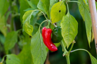 Sebze eko bahçesi, bitkinin üzerinde olgunlaşan kırmızı dolma biber.