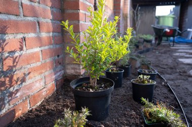 Bahçe yenileme çalışmaları devam ediyor. Baharda ekime hazır yeni yeşil santraller.