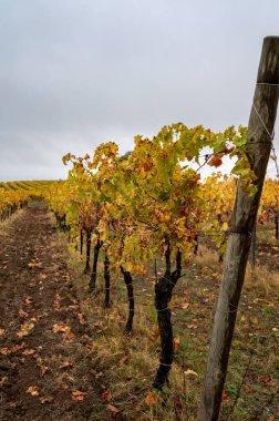 Orvieto, Umbria yakınlarındaki üzüm bağlarında yağmurlu bir sonbahar günü, hasattan sonra sıra sıra üzüm bitkileri, İtalya