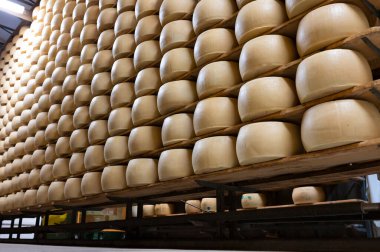 Parma, İtalya 'daki küçük peynir çiftliğinde parmegiano-reggiano parmesan peyniri pişirme süreci, peynir tekerlerinin yaşlandırılması için 5 yıla kadar fabrika olgunlaşma odası
