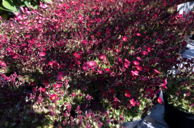 Ebedi bahar kırmızı çiçekler bahçe dükkanında satılık, Baharda bahçe işleri