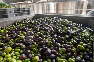 Küçük dağ köyü Lenola, Lazio, İtalya 'daki organik zeytinyağı üretimi sürecinde organik zeytinyağı çiftliğinin soğuğu ve çıkarılması için kutularda taze siyah ve yeşil zeytinler.