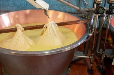 Parma, Reggio-Emilia, İtalya 'daki küçük peynir çiftliğinde parmesanlı parmesan peynirin inek sütünden yapılmış geleneksel bir işlem.