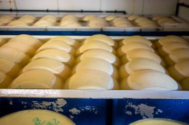 Parma, İtalya 'da küçük bir peynir çiftliğinde parmesanlı parmesan peyniri yapma süreci, tuzlu su banyosunu 20-25 gün tuzlu suda tutmak için tekerlekler.