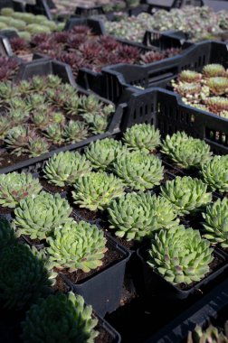 Bahçe manzarası Alp kayaları tasarımı için çeşitli sempervivum sulu bitkiler.