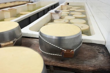 Parma, İtalya 'daki küçük peynir çiftliğinde parmegiano-reggiano parmesan peyniri pişirme işlemi tuzlu su banyosu ile tuzlu su emmek için tuzlu su banyosu ve peynir tekerlekleri ile paslanmaz çelik tokalar.