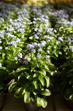 Bahçe dükkanında açık mavi çiçek açan 