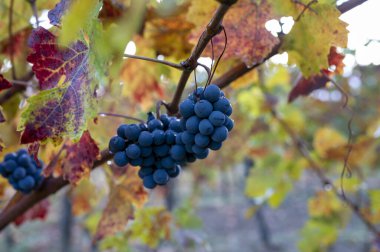 Şarap yakınındaki üzüm bağlarında renkli bir sonbahar. Kasabayı Montalcino, Toskana, olgunlaşmış mavi sangiovese üzümleri hasat sonrası bitkilerde asılı, İtalya, yakın.