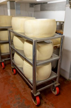 Parma, İtalya 'da küçük bir peynir çiftliğinde parmesanlı parmesan peyniri yapma süreci, tuzlu su banyosunu 20-25 gün tuzlu suda tutmak için tekerlekler.