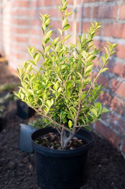 Bahçe yenileme çalışmaları devam ediyor. Baharda ekime hazır yeni yeşil santraller.