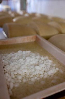Parma, İtalya 'da küçük bir peynir çiftliğinde parmesanlı parmesan peyniri yapma işlemi, tuzlu su banyosunu 20-25 gün boyunca emmek için tekerlekler salamura ediyor.