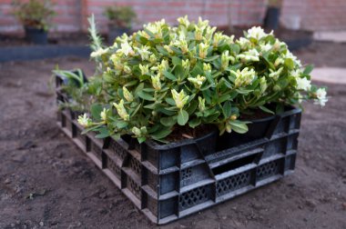 Bahçe yenileme çalışmaları devam ediyor. Baharda ekime hazır yeni yeşil santraller.