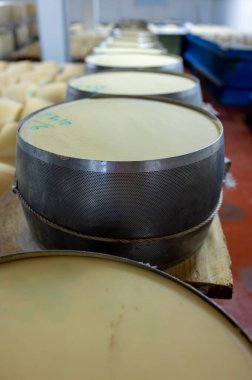 Parma, İtalya 'daki küçük peynir çiftliğinde parmegiano-reggiano parmesan peyniri pişirme işlemi tuzlu su banyosu ile tuzlu su emmek için tuzlu su banyosu ve peynir tekerlekleri ile paslanmaz çelik tokalar.