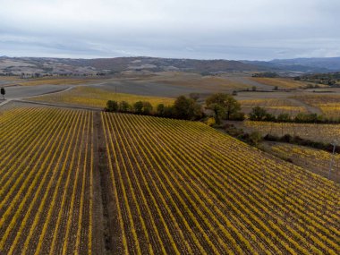 Şarap yakınlarındaki Sangiovese üzüm bağlarının üzerinde uçan drone 'lar Montalcino, Toskana kasabasını hasattan sonra sıra sıra üzüm bitkileri, İtalya