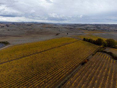 Sonbaharda İtalya 'nın Toskana kentindeki üzüm bağlarında sıralanmış sarı üzüm bitkilerine kuş bakışı bakış