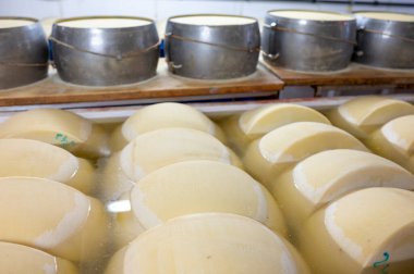 Parma, İtalya 'daki küçük peynir çiftliğinde parmegiano-reggiano parmesan peyniri pişirme işlemi tuzlu su banyosu ile tuzlu su emmek için tuzlu su banyosu ve peynir tekerlekleri ile paslanmaz çelik tokalar.