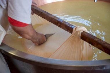 Parma, Reggio-Emilia, İtalya 'daki küçük bir peynir çiftliğinde parmesanlı parmesan peynirinin inek sütlü tekerleklerinden yapılan geleneksel bir işlem.