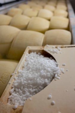 Parma, İtalya 'da küçük bir peynir çiftliğinde parmesanlı parmesan peyniri yapma süreci, tuzlu su banyosunu 20-25 gün tuzlu suda tutmak için tekerlekler.