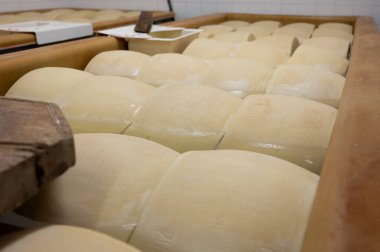 Parma, İtalya 'da küçük bir peynir çiftliğinde parmesanlı parmesan peyniri yapma süreci, tuzlu su banyosunu 20-25 gün tuzlu suda tutmak için tekerlekler.