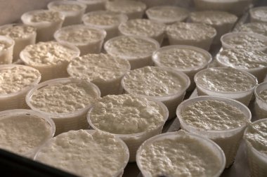 İtalya 'nın Parma kentindeki küçük peynir çiftliğinde sabahın erken saatlerinde taze, yumuşak ricotta peyniri yapma süreci.
