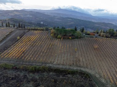 Tepelerdeki hava manzarası, şarap yakınındaki üzüm bağlarındaki renkli sonbahar kasabayı Montalcino, Toskana, hasat sonrası sıralı üzüm bitkileri, İtalya