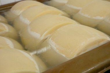 Parma, İtalya 'da küçük bir peynir çiftliğinde parmesanlı parmesan peyniri yapma süreci, tuzlu su banyosunu 20-25 gün tuzlu suda tutmak için tekerlekler.