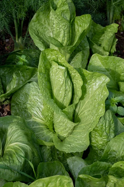 Healthy food, green leaf lettuce salad growing in eco garden close up