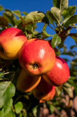 Meyve bahçesindeki ağaçta asılı duran olgun kırmızı Braeburn elmaları hasat etmeye hazır.