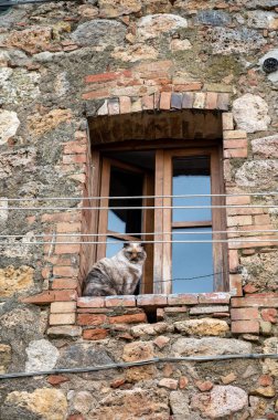 Tuscany, İtalya 'da Monteriggione tepesindeki ortaçağ kale kasabasında eski şehir duvarları içinde evler, pencerelerde kedi