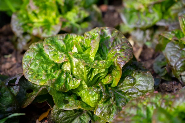 Healthy food, green leaf lettuce salad growing in eco garden close up