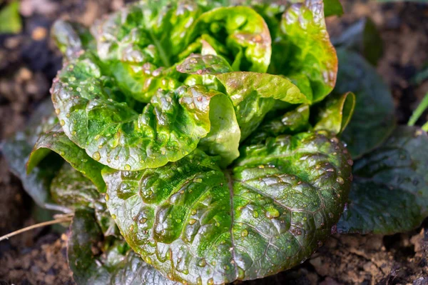 Alimentation Saine Salade Laitue Verte Poussant Dans Jardin Écologique Close — Photo