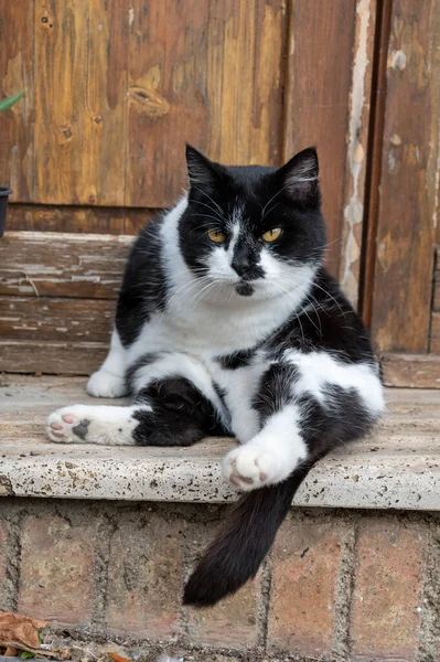 이탈리아 투스카니의 꼭대기에 마을의 고양이가 — 스톡 사진