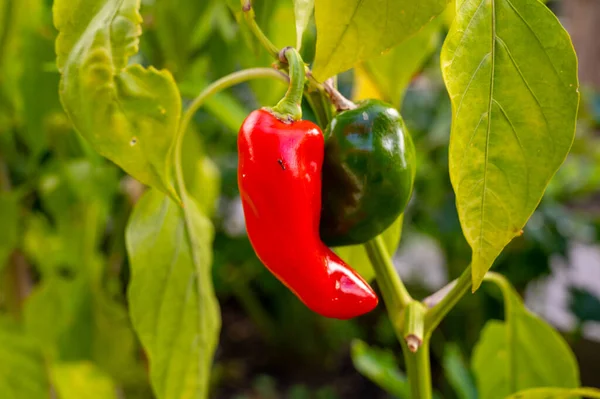 Sebze eko bahçesi, bitkinin üzerinde olgunlaşan kırmızı dolma biber.