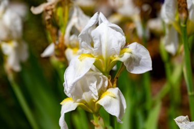 Çiçek açan büyük beyaz iris çiçeği, Fransa 'nın Provence şehrinde bahar mevsimi